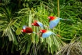 Flock Of Red Parrot In Flight. Macaw Flying, Green Vegetation In Background. Red And Green Macaw In Tropical Forest, Peru,Wildlife