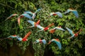 Flock of red parrot in flight. Macaw flying, green vegetation in background. Red and green Macaw in tropical forest, Peru,Wildlife