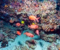 A flock of red soldier fish, Maldives Royalty Free Stock Photo