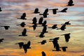 A flock of red tailed black cocka.toos