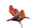 Flock of red team with lovely face and fluffy feathers birds, red avadavat or strawberry finch isolated on white