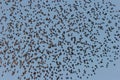 A flock of Red-wing blackbirds agelaius phoeniceusover a marsh