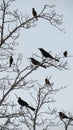 Redwing Black Birds - Silhouette Royalty Free Stock Photo