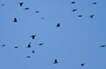 Red-Winged Blackbirds Flying in Blue Sky Royalty Free Stock Photo