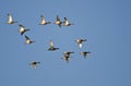 Flock of Redheads Flying in a Blue Sky Royalty Free Stock Photo