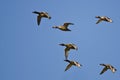 Flock of Redheads Flying in a Blue Sky