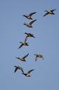 Flock of Redheads Flying in a Blue Sky Royalty Free Stock Photo