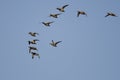 Flock of Redheads Flying in a Blue Sky Royalty Free Stock Photo