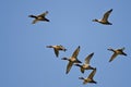 Flock of Redheads Flying in a Blue Sky Royalty Free Stock Photo