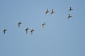 Flock of Redheads Flying in a Blue Sky