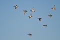 Flock of Ring-Necked Ducks Flying in a Blue Sky Royalty Free Stock Photo