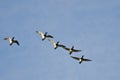 Flock of Ring-Necked Ducks Flying in a Blue Sky Royalty Free Stock Photo