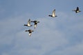 Flock of Ring-Necked Ducks Flying in a Blue Sky Royalty Free Stock Photo