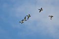 Flock of Ring-Necked Ducks Flying in a Blue Sky Royalty Free Stock Photo