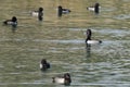 Flock of Ring-Necked Ducks Resting on the Green Pond Royalty Free Stock Photo