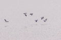 A flock of river Lapwing Royalty Free Stock Photo