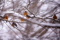 A flock of robins seek shelter from a winter snow storm