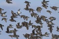 A flock of Rock sandpiper flying over the coastline on a winter Royalty Free Stock Photo