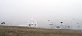 A flock of rooks flies over the field against the background of the silhouette of the church and windmills