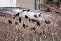 flock of rooks sits on fruit (nut) trees to look for walnuts Royalty Free Stock Photo