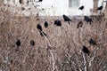 flock of rooks sits on fruit (nut) trees to look for walnuts Royalty Free Stock Photo