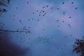 A flock of rooks in the sky Royalty Free Stock Photo