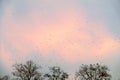 A flock of rooks in the sky Royalty Free Stock Photo