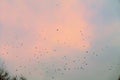 A flock of rooks in the sky Royalty Free Stock Photo