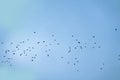 A flock of rooks in the sky Royalty Free Stock Photo