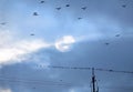 A flock of rooks in the sky Royalty Free Stock Photo