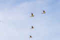 Flock of Rose-Ringed Parakeet flying against blue sky Royalty Free Stock Photo