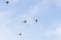 Flock of Rose-Ringed Parakeet flying against blue sky Royalty Free Stock Photo