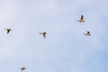Flock of Rose-Ringed Parakeet flying against blue sky Royalty Free Stock Photo