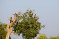 Flock of Rosy Starling birds perching on a tree. Rose-colored pastor Pastor roseus in India asia