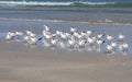 Meeting of the Royal Terns