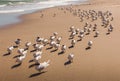 Flock of royal terns walking on a Florida beach forming a long line