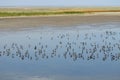 Flock of Ruffs and Black-tailed Godwits at shallow water