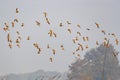 A Flock of ruffs flying Royalty Free Stock Photo