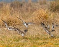 A Flock of ruffs landing