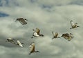 A flock of sacred ibis birds taking off against a dramatic cloudy sky Royalty Free Stock Photo