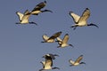 Flock of Sacred Ibis flying in a blue Sky in South Africa Royalty Free Stock Photo