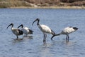 Flock of Sacred Ibis