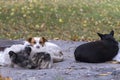 Flock of a homeless dogs on a cold spring afternoon Royalty Free Stock Photo