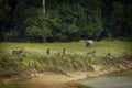 flock of sambar deer and male elephant standing on dry meadow of khaoyai national park thailand