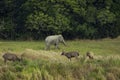 flock of sambar deer and male elephant standing on dry meadow of khaoyai national park thailand