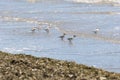 Flock of Sanderling, Calidris alba
