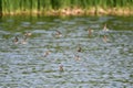 Flock of Sanderling shorebirds in flight