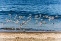 Flock of Sanderlings Royalty Free Stock Photo
