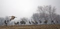 Flock of sandhill cranes in Indiana