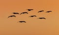 Flock of Sandhill cranes in sunset sky of Bosque Del Apache